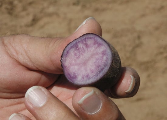 Purple potatoes Purple potatoes