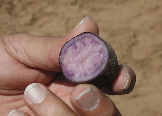 Purple potatoes