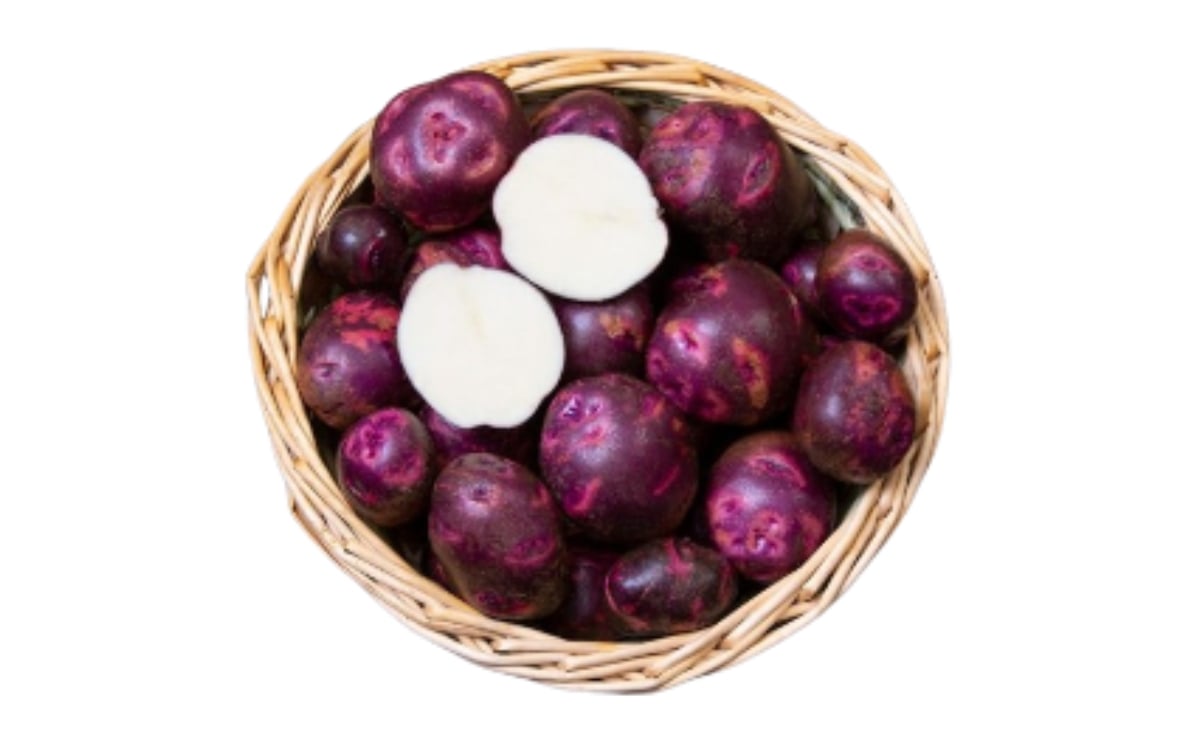 PURPLE VIKING 