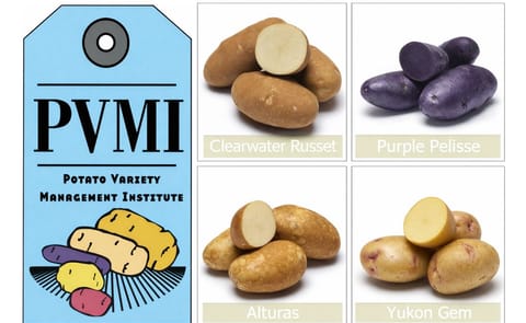 Potato Variety Management Institute: Logo and some of the developed potato varieties (image updated 2016) Potato Variety Management Institute: Logo and some of the developed potato varieties (image updated 2016)