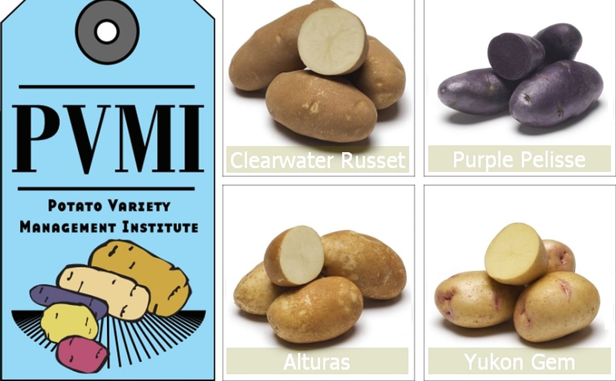 Tri-State Potato Variety Program Releases Three New Potatoes for 2009 Growing Season Tri-State Potato Variety Program Releases Three New Potatoes for 2009 Growing Season