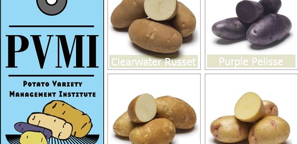 Tri-State Potato Variety Program Releases Three New Potatoes for 2009 Growing Season