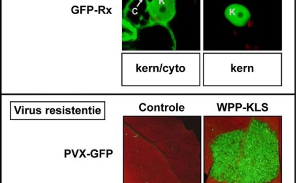 Potato Virus X immune response Potato Virus X immune response