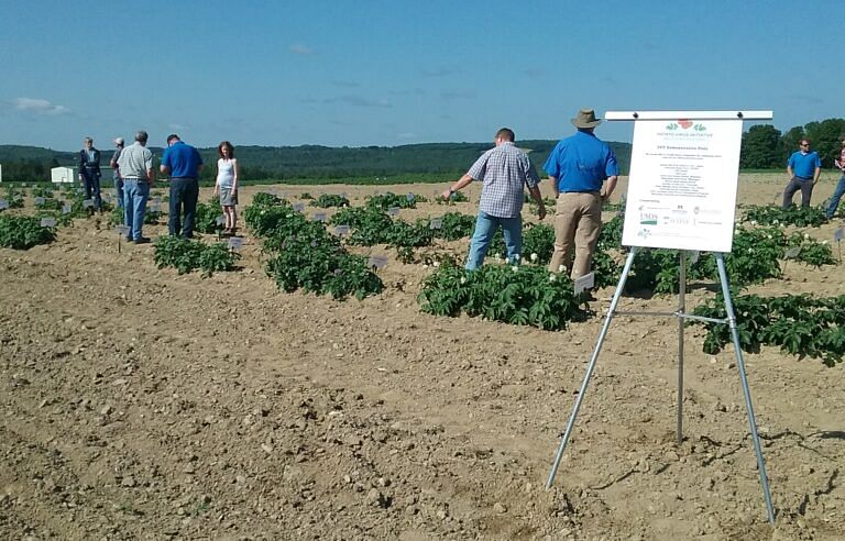 PVY demonstration plot trial in Maine on July 13, 2022, drew crowds of growers and crop consultans to see symptomps of three different straints of the virus in more than 20 potato cultivars. PVY demonstration plot trial in Maine on July 13, 2022, drew crowds of growers and crop consultans to see symptomps of three different straints of the virus in more than 20 potato cultivars.