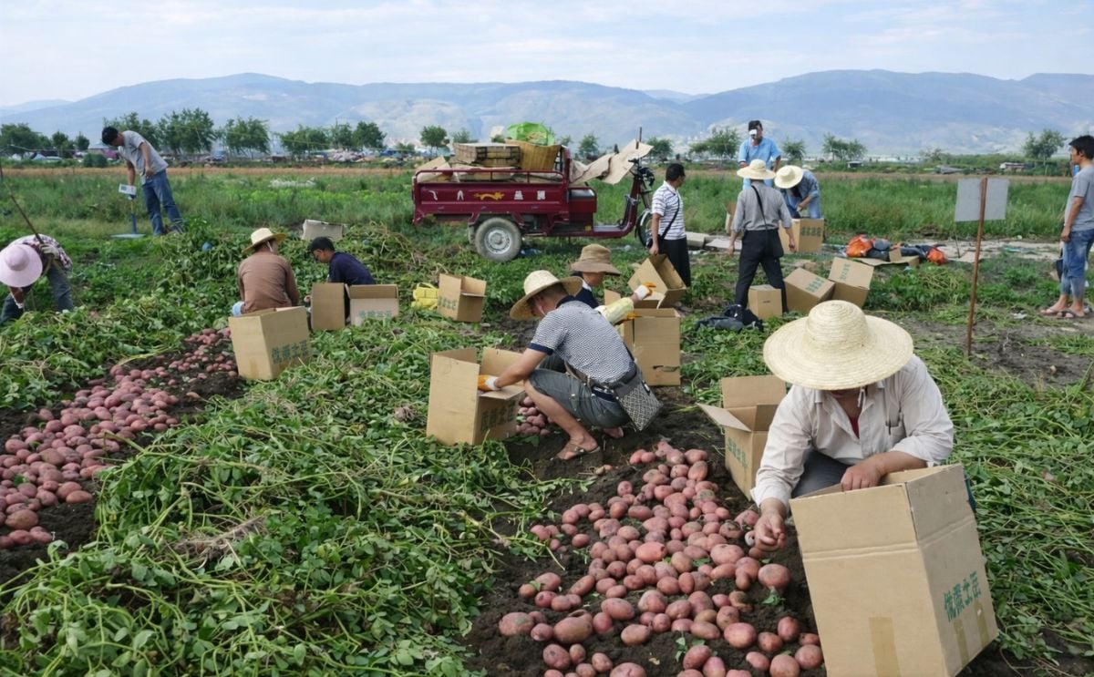 Potato variety ‘Qingshu 9’ a success story in China and beyond Potato variety ‘Qingshu 9’ a success story in China and beyond