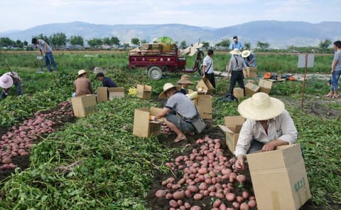 Farmers harvesting Qingshu 9 potato in China (Courtesy: K.Xie/CIP) Farmers harvesting Qingshu 9 potato in China (Courtesy: K.Xie/CIP)