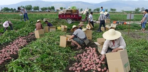 Potato variety ‘Qingshu 9’ a success story in China and beyond