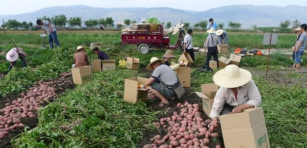 Potato variety ‘Qingshu 9’ a success story in China and beyond