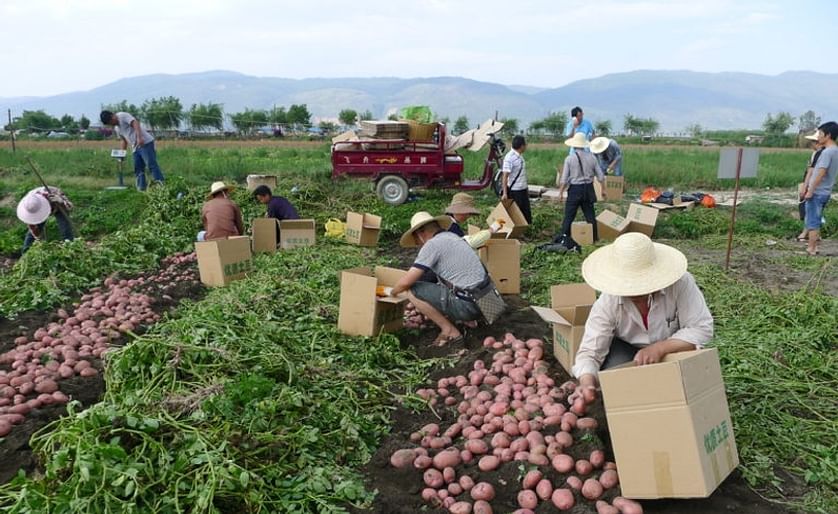 Farmers harvesting Qingshu 9 potato in China (Courtesy: K.Xie/CIP)