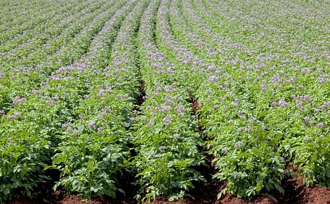 Québec Parmentier strengthens its leadership position in the potato industry Québec Parmentier strengthens its leadership position in the potato industry