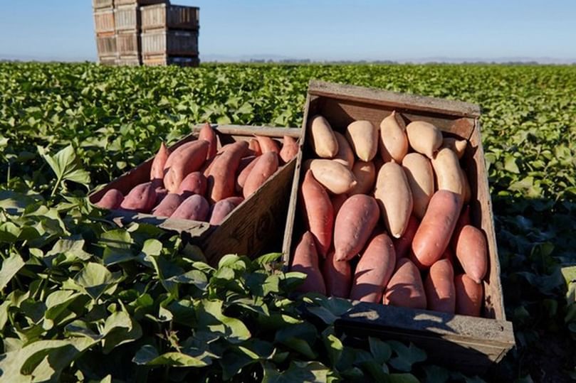 Sustainable Sweet Potato Production in Farmer’s Field Sustainable Sweet Potato Production in Farmer’s Field