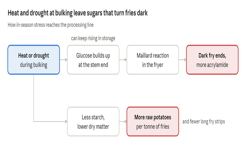 One stress event can cost processors twice: darker fries from sugar ends, and more raw potatoes per tonne from lower dry matter.
