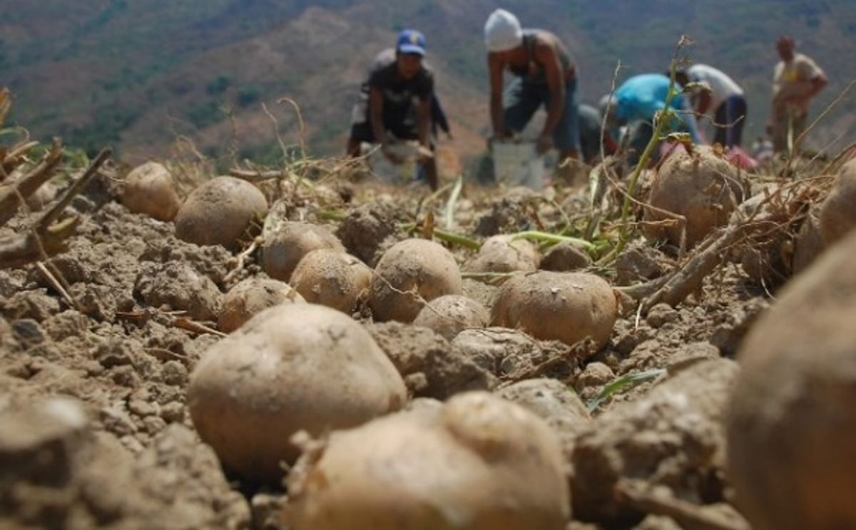 Hace cinco años se producían unas 600 mil toneladas de papa en Venezuela, cifra que hoy en día se ha reducido a 60 mil toneladas por año.