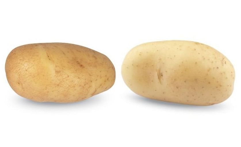 (LR) Quintera and FArida potato varieties