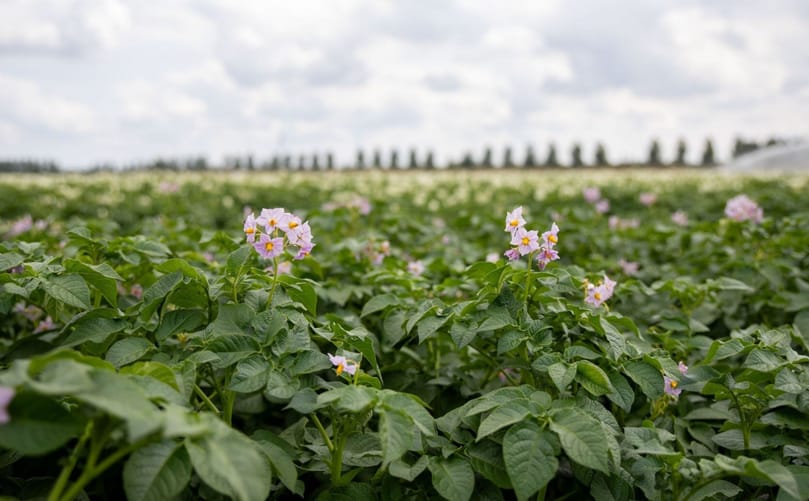 Quintera potato crop in flower during the growing season near Kevelaer, Germany, where the variety has been evaluated over four years Quintera potato crop in flower during the growing season near Kevelaer, Germany, where the variety has been evaluated over four years