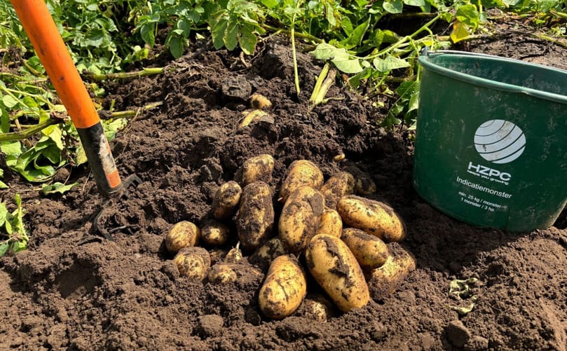 Quintera has demonstrated high yield potential and good tuber size under irrigated light sandy soil conditions Quintera has demonstrated high yield potential and good tuber size under irrigated light sandy soil conditions