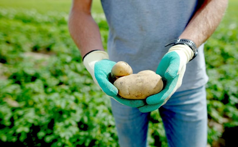 Quintera combines early maturity with good tuber quality for the early French fry processing market Quintera combines early maturity with good tuber quality for the early French fry processing market