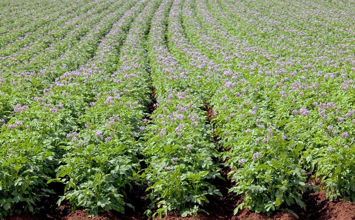 Québec Parmentier strengthens its leadership position in the potato industry Québec Parmentier strengthens its leadership position in the potato industry