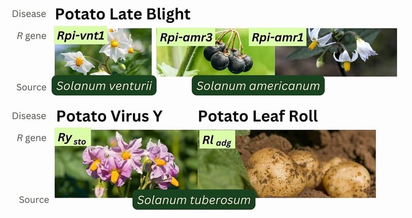 Rather than relying on chemical protection, the researchers strengthened Maris Piper's natural immune system by introducing resistance genes from potato’s wild relatives that encode for immune receptors that detect pathogen molecules and then activate defence. Rather than relying on chemical protection, the researchers strengthened Maris Piper's natural immune system by introducing resistance genes from potato’s wild relatives that encode for immune receptors that detect pathogen molecules and then activate defence.