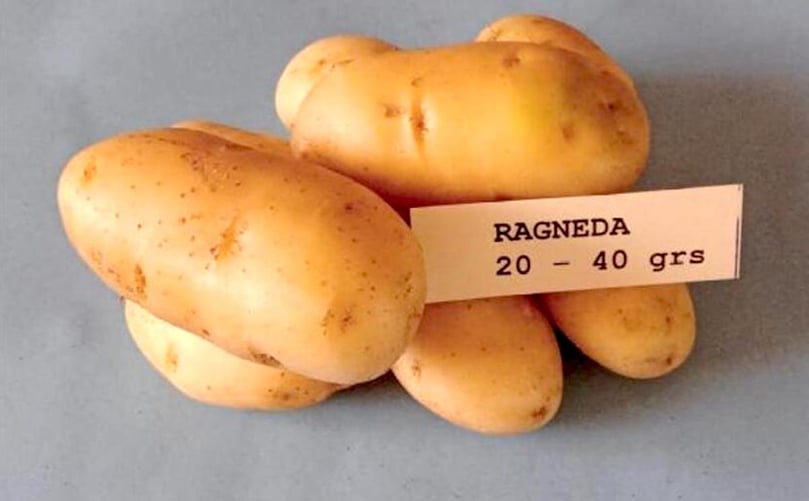 Variedad Ragneda Variedad Ragneda
