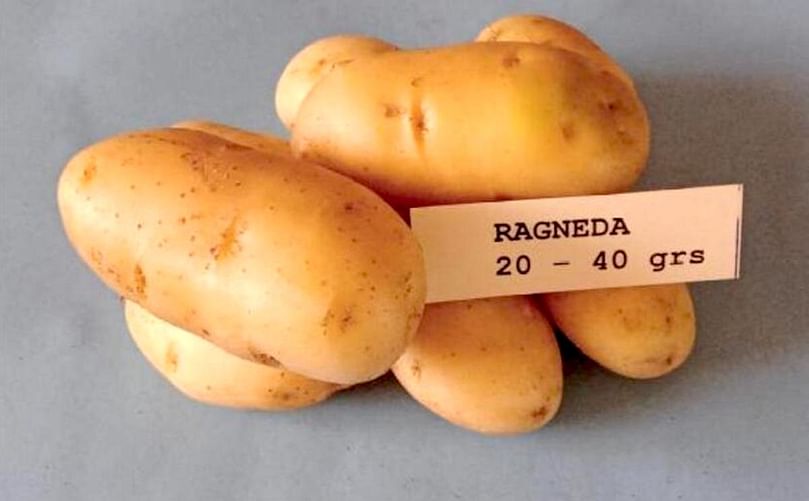 Variedad Ragneda