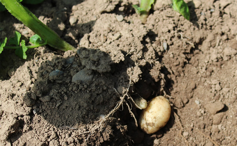 Rain is badly needed as tubers start to form in potato crops across the country Rain is badly needed as tubers start to form in potato crops across the country
