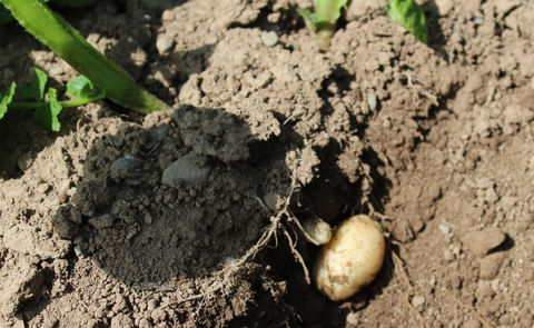 Rain is badly needed as tubers start to form in potato crops across the country Rain is badly needed as tubers start to form in potato crops across the country