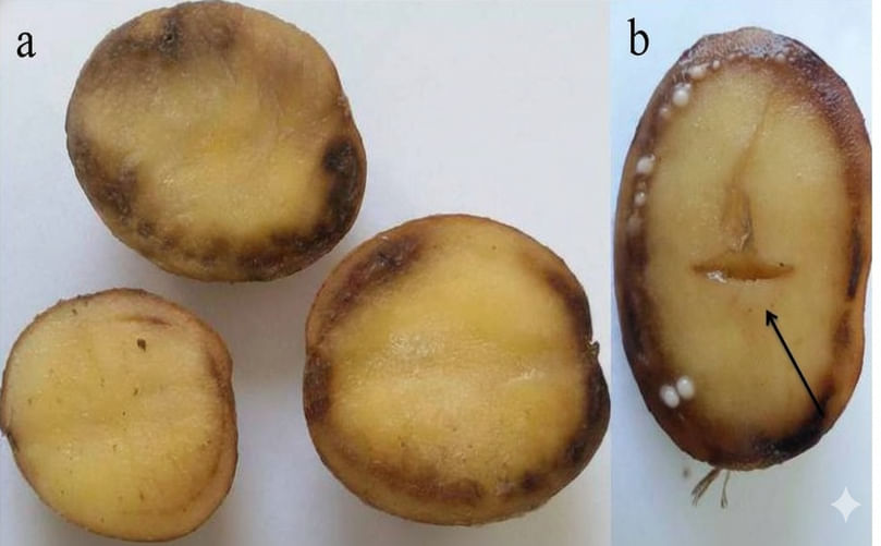 Ralstonia solanacearum infection in potato tubers is characterized by (a) brown discoloration of the vascular ring and (b) the presence of bacterial exudate oozing from the infected vascular tissues.