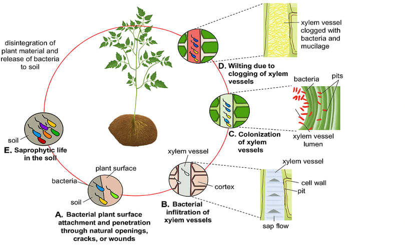 Different stages of the Ralstonia solanacearum life cycle include the saprophytic phase, where the bacterium survives on organic matter in the soil in the absence of a host and the pathogenic phase, where it infects and feeds on living host plants.
