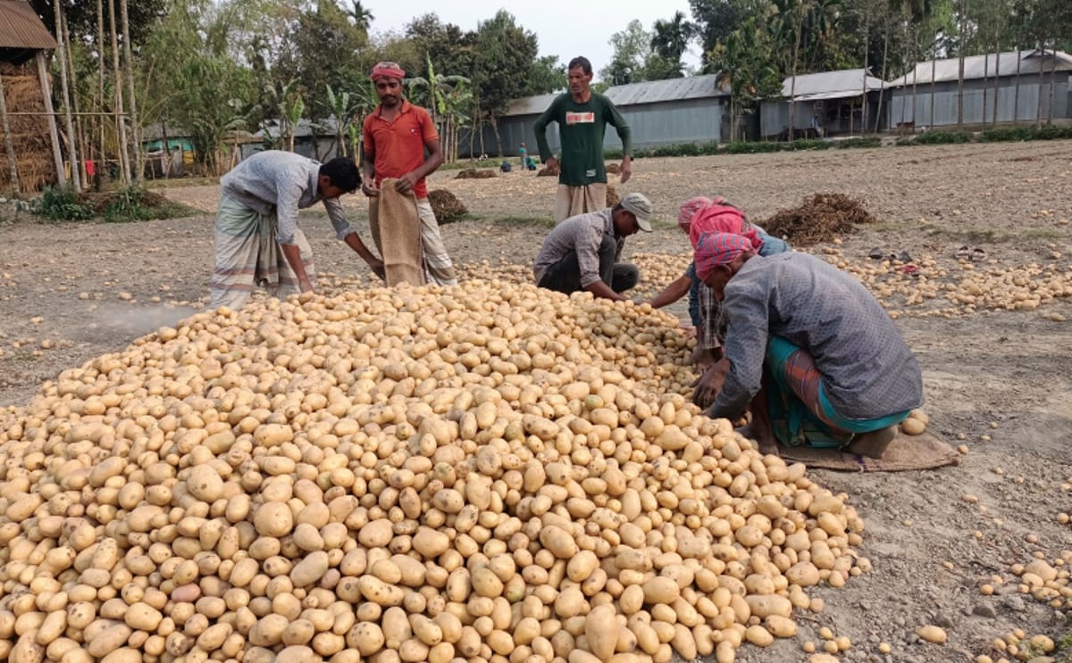 Potato farmers in Bangladesh Rangpur region faced a difficult Eid as oversupply and low prices left harvests unsold. Potato farmers in Bangladesh Rangpur region faced a difficult Eid as oversupply and low prices left harvests unsold.