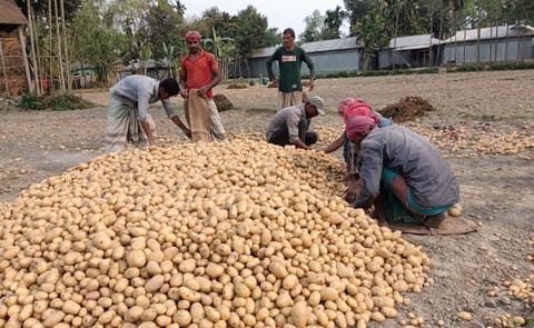 Potato farmers in Bangladesh Rangpur region faced a difficult Eid as oversupply and low prices left harvests unsold. Potato farmers in Bangladesh Rangpur region faced a difficult Eid as oversupply and low prices left harvests unsold.