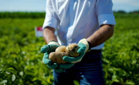 Rashida potato variety Rashida potato variety