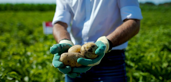 HZPC potato variety Rashida promising for Greek market and beyond