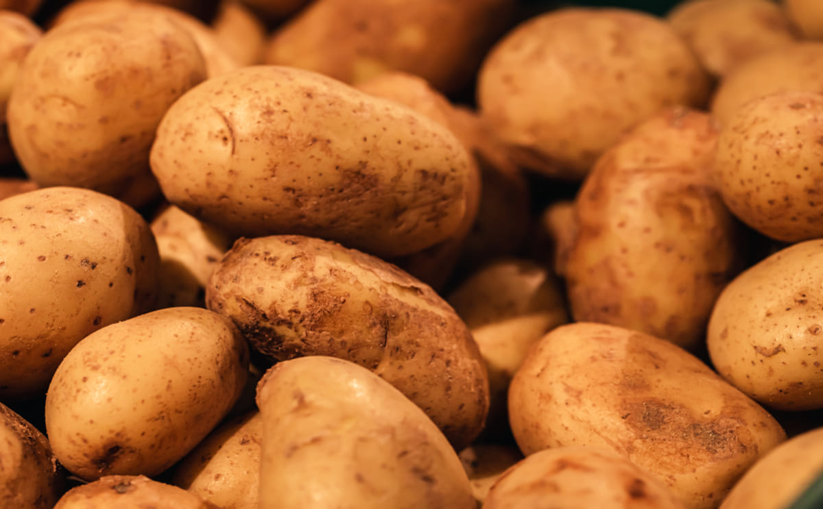 Cultivo de papa en una gran explotación agrícola de Minas Gerais, una de las principales regiones productoras de Brasil. Cultivo de papa en una gran explotación agrícola de Minas Gerais, una de las principales regiones productoras de Brasil.