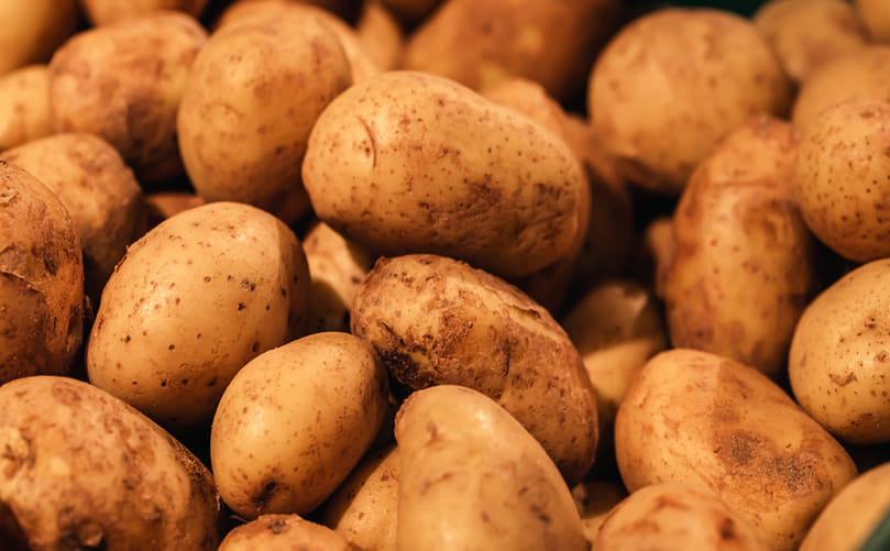 Selecting the Right Potatoes for Refrigerated Mash Quality