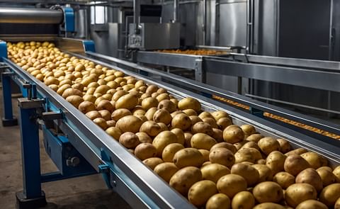 Raw potatoes on a conveyor belt Raw potatoes on a conveyor belt