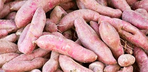 Raw Purple sweet potato