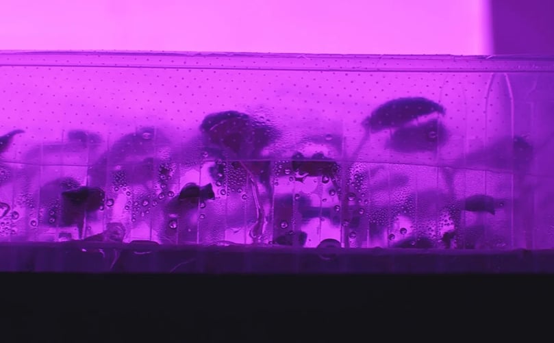 Potato plants developing under controlled LED lighting in a research environment supporting HZPC’s breeding programs and innovation in potato variety development Potato plants developing under controlled LED lighting in a research environment supporting HZPC’s breeding programs and innovation in potato variety development