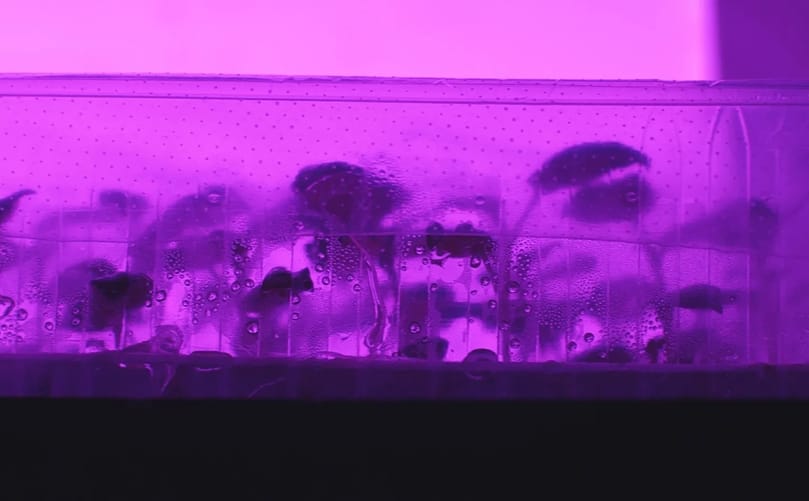 Potato plants developing under controlled LED lighting in a research environment supporting HZPC’s breeding programs and innovation in potato variety development