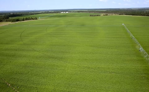 RD Offutt potato field RD Offutt potato field
