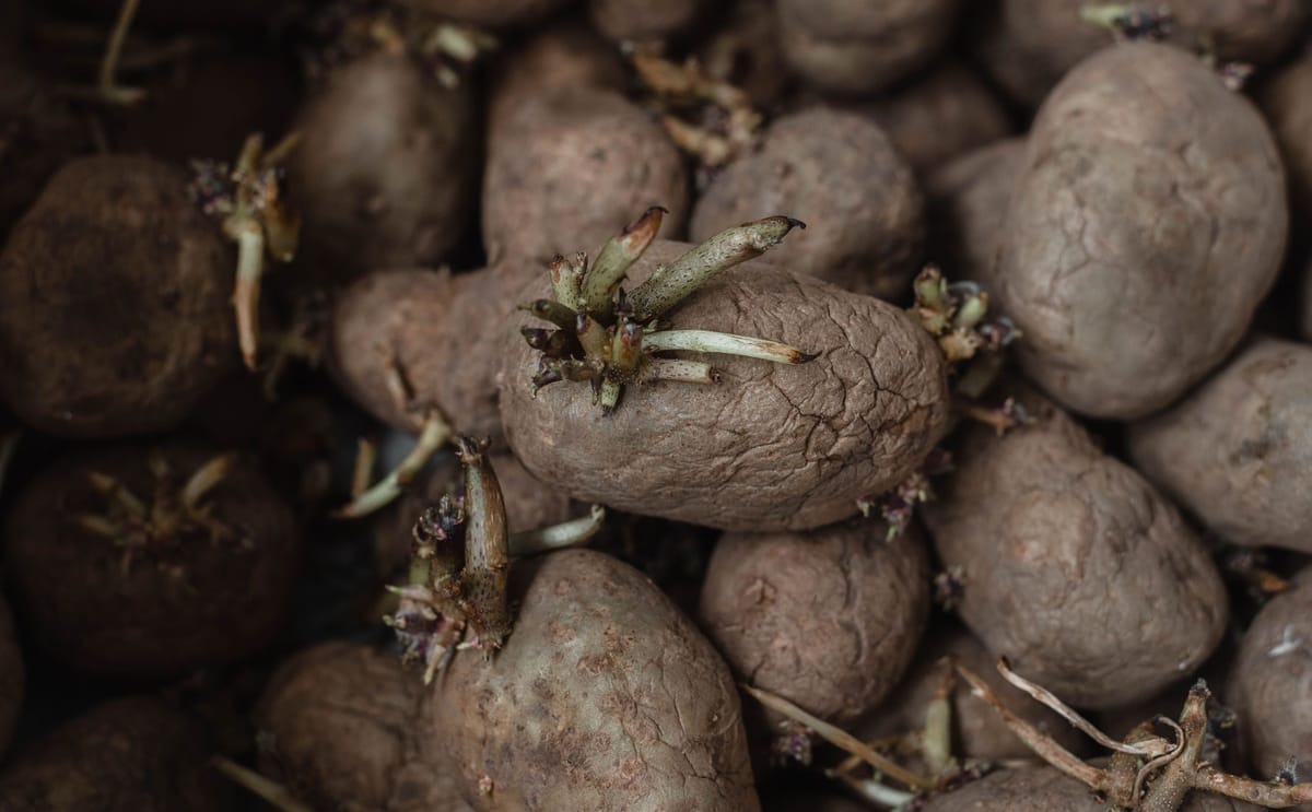 Seed potato production in Qinghai, China, benefits from high altitude, clean soils and low disease pressure, making the region a key 'super-clean zone' for supplying high-quality seed potatoes to southern winter cropping areas Seed potato production in Qinghai, China, benefits from high altitude, clean soils and low disease pressure, making the region a key 'super-clean zone' for supplying high-quality seed potatoes to southern winter cropping areas