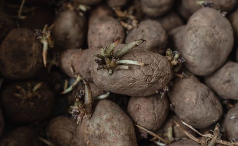 Seed potatoes Seed potatoes