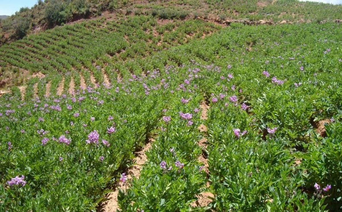 Bolivia: Reaparece plaga que acaba un cultivo de papa en 2 días