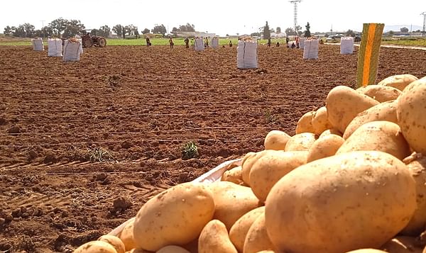 España: Las lluvias han retrasado la cosecha de patatas en el Campo de Cartagena.