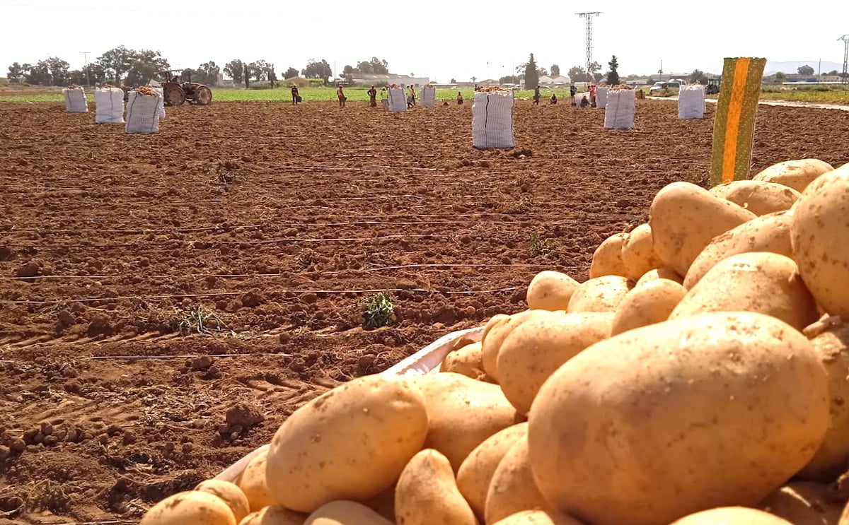 España: Las lluvias han retrasado la cosecha de patatas en el Campo de Cartagena. España: Las lluvias han retrasado la cosecha de patatas en el Campo de Cartagena.