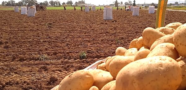 España: Las lluvias han retrasado la cosecha de patatas en el Campo de Cartagena.