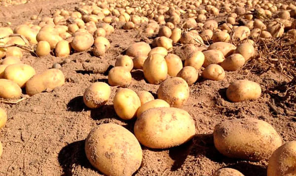 Early potato harvest