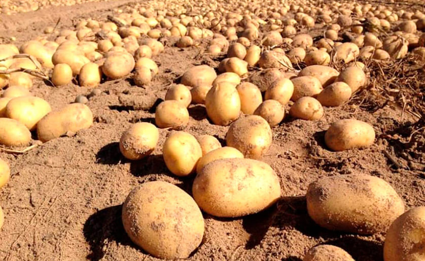 Early new potato harvest