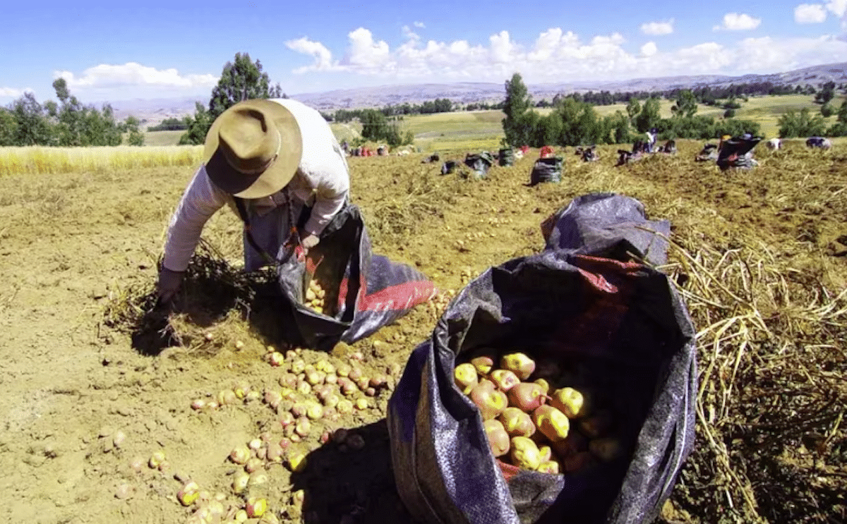 Potato harvest in Peru