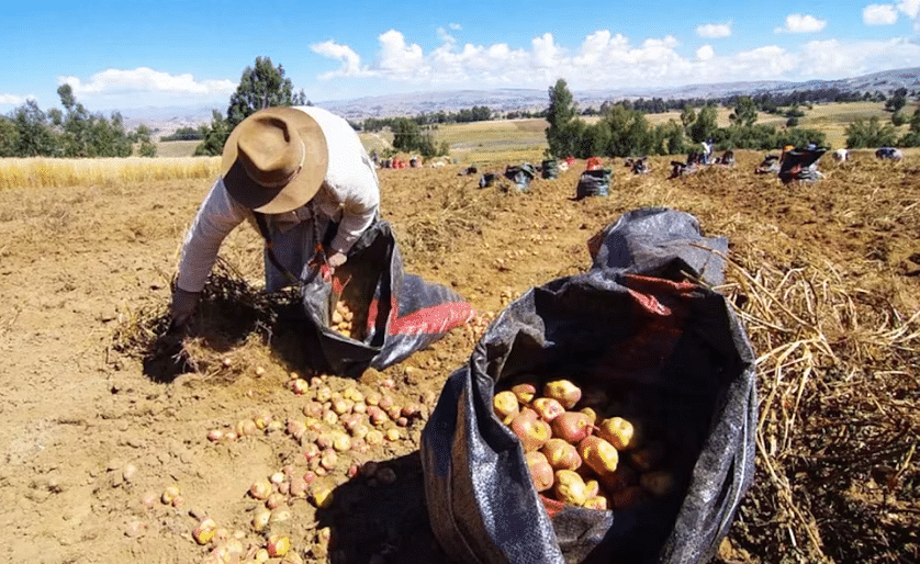 Potato harvest in Peru